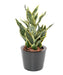 Kunstig Plante Sansevieria 66Cm Interiørdekorasjon