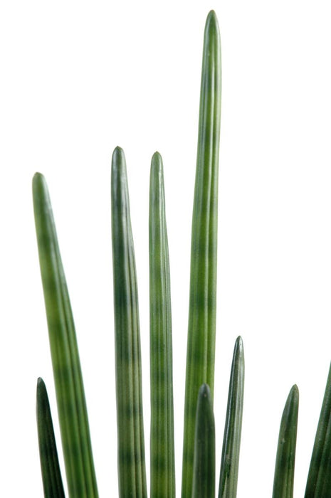 Kunstig Plante Sansevieria Sylindrisk 90 Cm