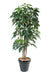 Kunstig Plante Schefflera Amata 150 Cm Innendørs