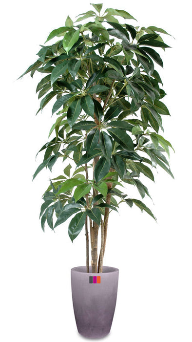 Kunstig Plante Schefflera Amata 180Cm Innendørs