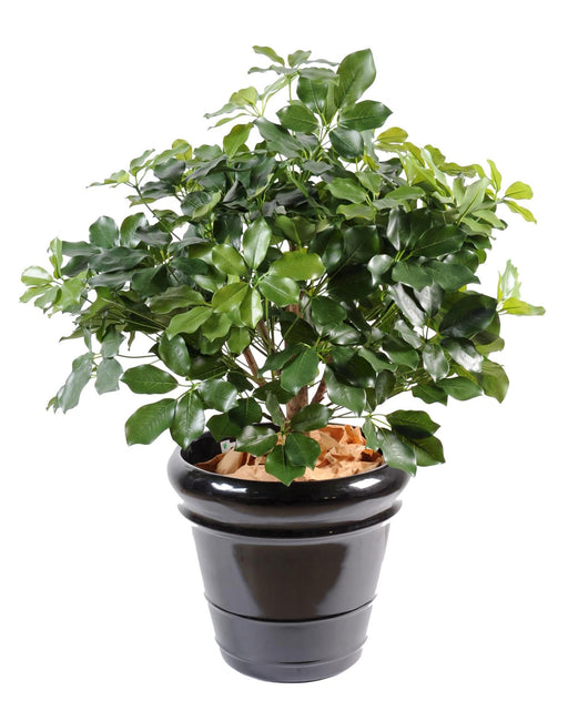 Kunstig Plante Schefflera H.90Cm Til Dekorasjon