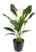 Kunstig Plante Spathiphyllum 5 Blomster 80Cm