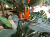 Kunstig Plante Strelitzia 3 Blomster 150Cm