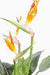 Kunstig Strelitzia-Plante Med Oransje Blomster 98 Cm