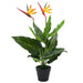 Kunstig Plante Strelitzia Reginae Bird Of Paradise 66 Cm