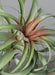 Kunstig Plante Tillandsia På Stake 28Cm Dekor