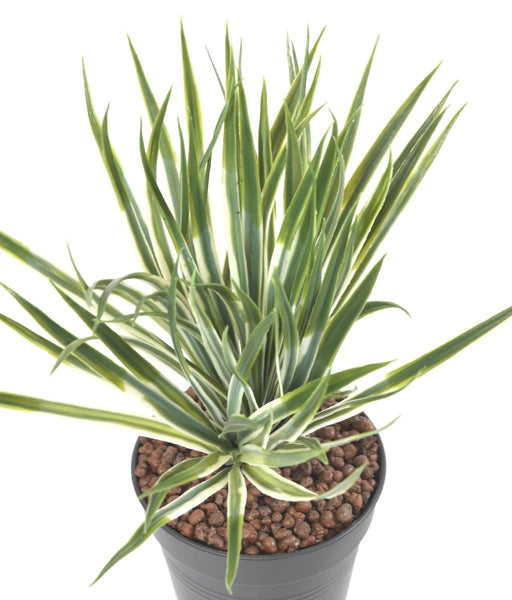 Kunstig Yucca Golden Plant For Innendørs Og Utendørs