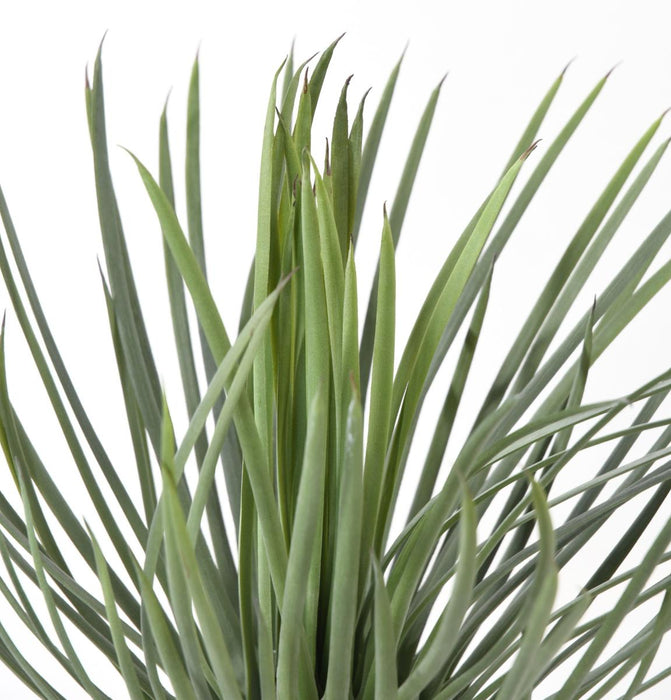 Kunstig Plante Yucca Rostrata 40 Cm Til Dekorasjon