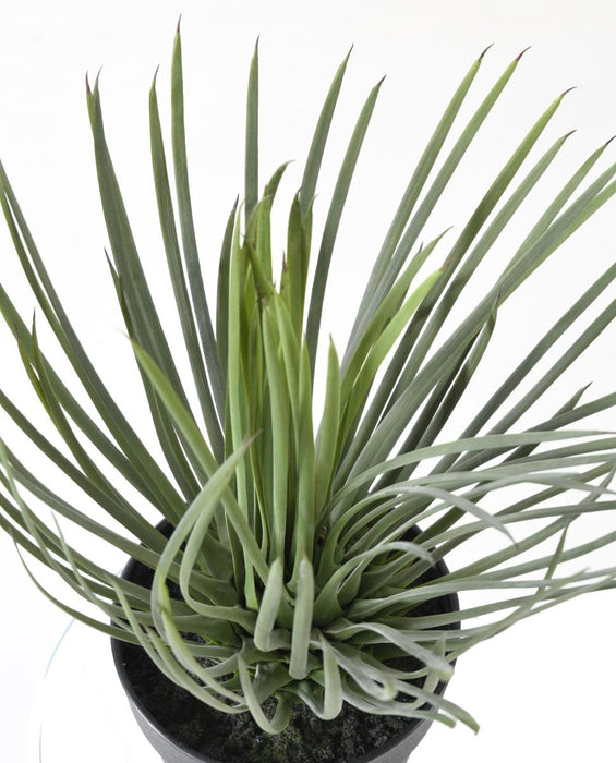 Kunstig Plante Yucca Rostrata 40 Cm Til Dekorasjon