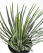 Kunstig Plante Yucca Rostrata 40 Cm Til Dekorasjon