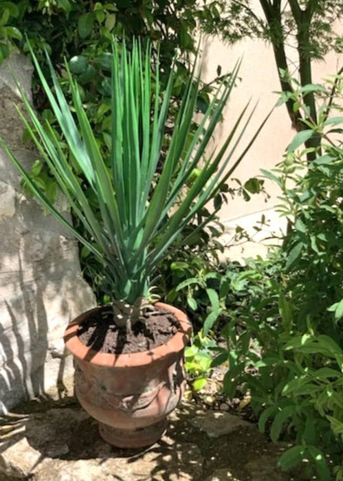 Kunstig Plante Yucca Rostrata 60 Cm Grønn