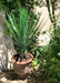 Kunstig Plante Yucca Rostrata 60 Cm Grønn