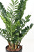 Kunstig Plante Zamioculcas 110Cm For Innendørs