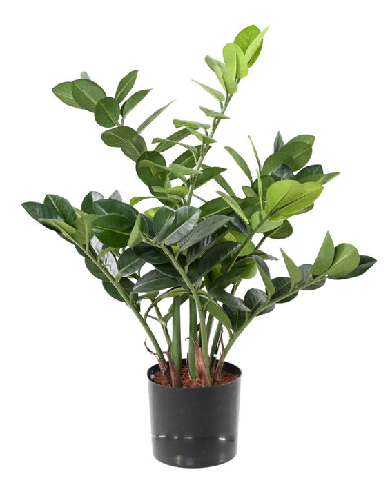 Kunstig Plante Zamioculcas 60Cm For Innendørs