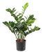 Kunstig Plante Zamioculcas 60Cm For Innendørs