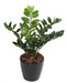 Kunstig Plante Zamioculcas 60Cm For Innendørs