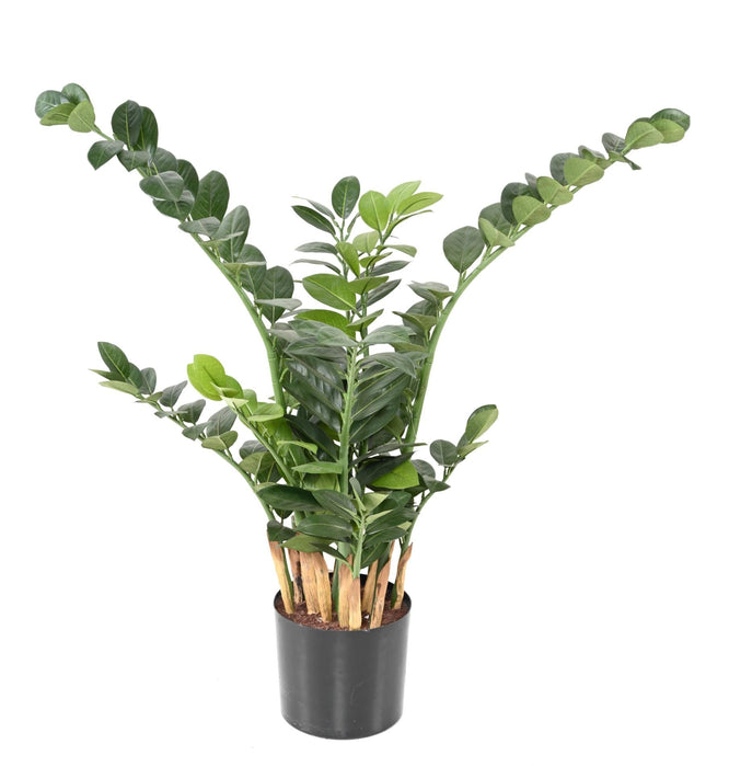 Kunstig Plante Zamioculcas 90Cm For Innendørs