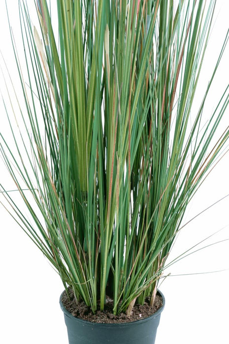 Kunstig Plante Zanichellie Marsh 155Cm