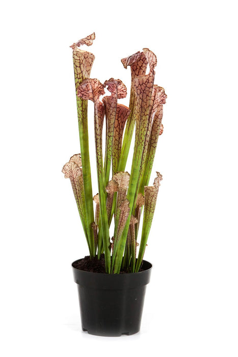 Kunstig Sarracenia Kjøttetende Plante H.65Cm Lilla