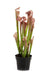 Kunstig Sarracenia Kjøttetende Plante H.65Cm Lilla