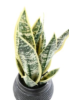 Kunstig Sansevieria Plante I Dekorativ Potte 49 Cm