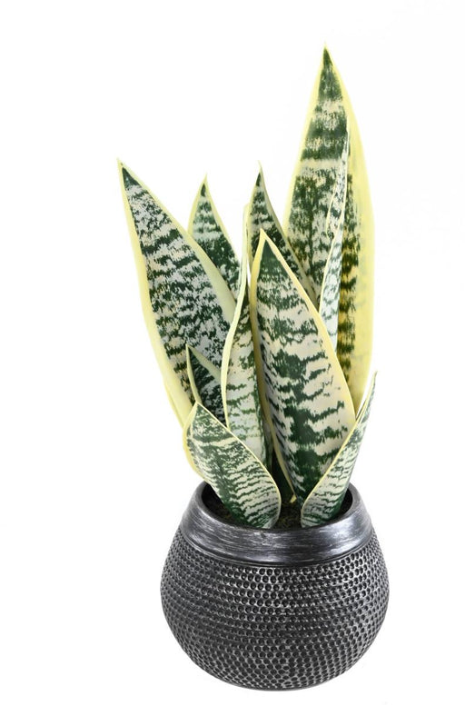 Kunstig Sansevieria Plante I Dekorativ Potte 49 Cm