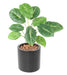 Kunstig Grønn Plante Alocasia 10 Blader 50Cm