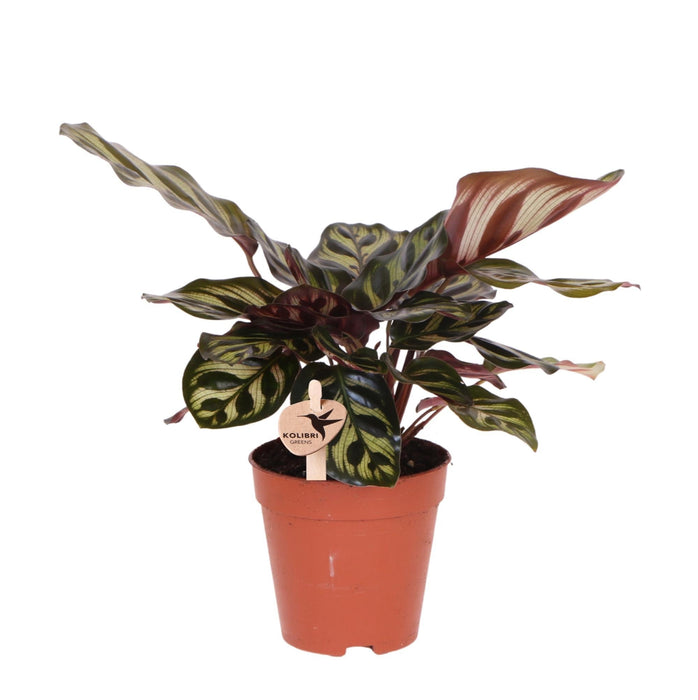 Innendørs Grønn Plante Calathea Makoyana - Direkte Produsent