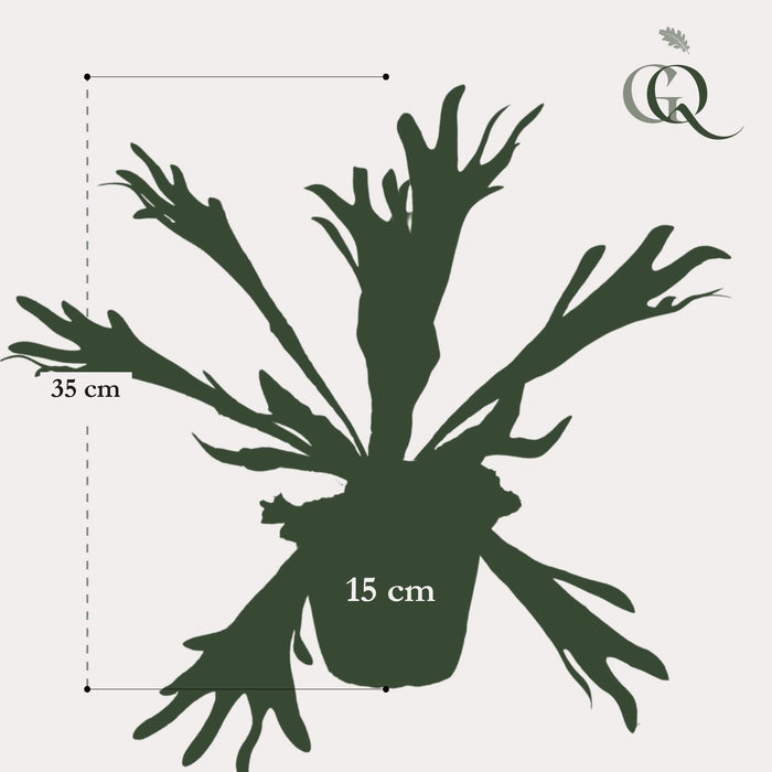 Platycerium Kunstig Plante - H33Cm, Ø15Cm