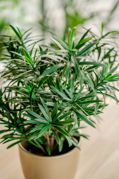 Podocarpus - Kunstig Grønn Plante