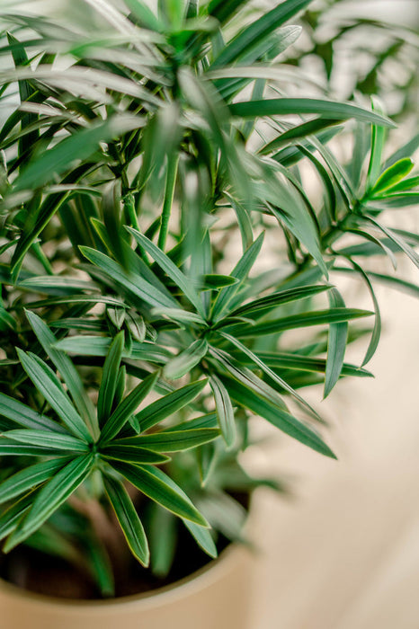 Podocarpus - Kunstig Grønn Plante