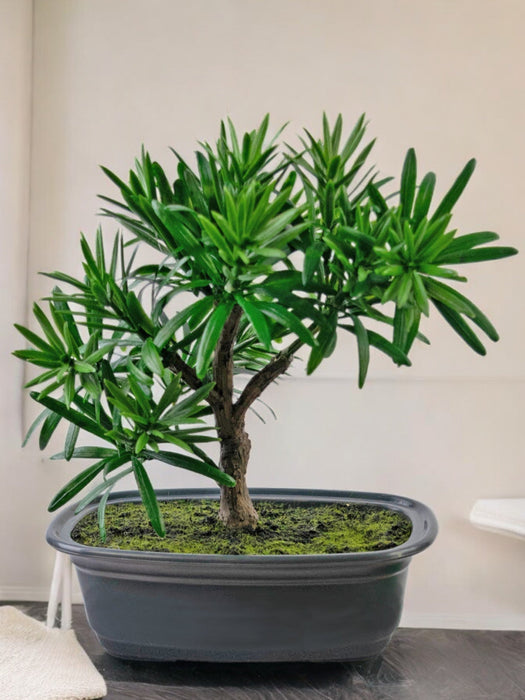 Podocarpus - Artificial Gran Bonsai