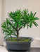 Podocarpus - Artificial Gran Bonsai