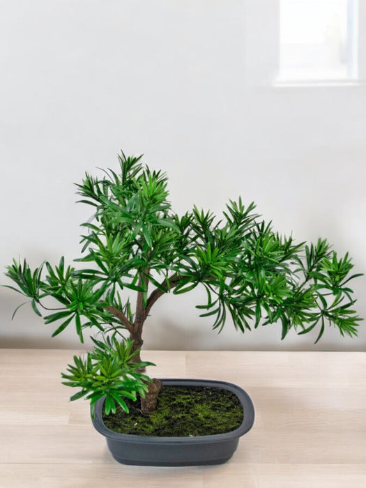 Podocarpus - Artificial Gran Bonsai