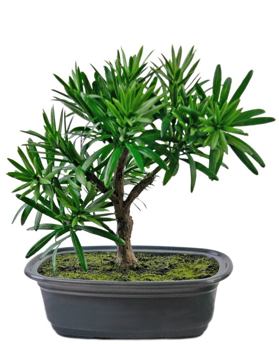 Podocarpus - Artificial Gran Bonsai