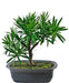 Podocarpus - Artificial Gran Bonsai