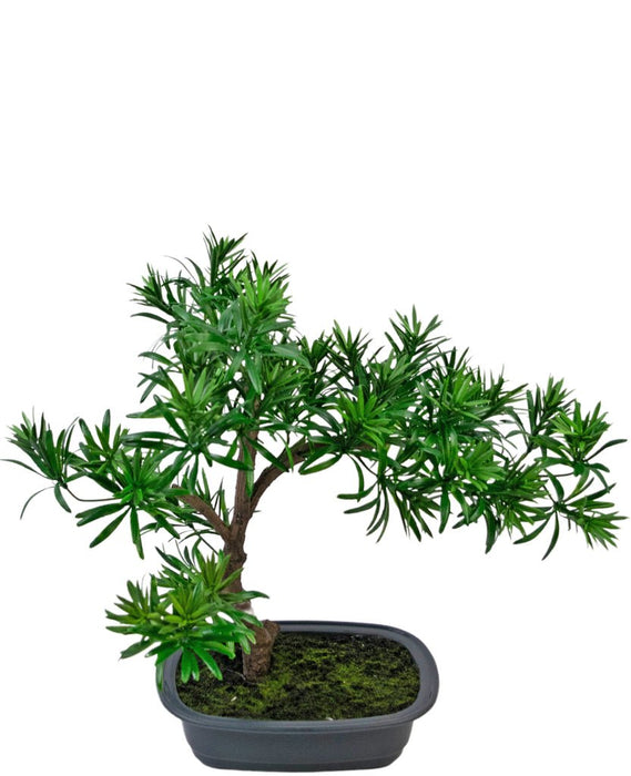 Podocarpus - Artificial Gran Bonsai