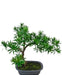 Podocarpus - Artificial Gran Bonsai