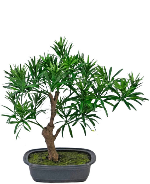 Podocarpus - Artificial Gran Bonsai