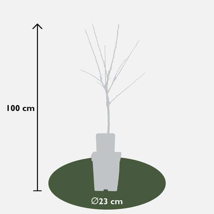 Malus Mix Epletresett Med 2 - ↨100Cm - Ø23 - Frukttre