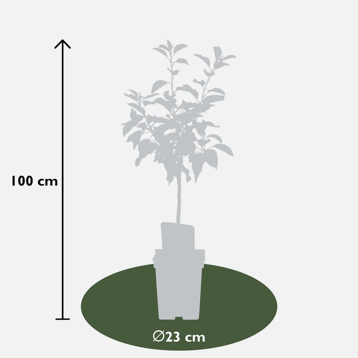 Malus Mix Epletresett Med 2 - ↨100Cm - Ø23 - Frukttre