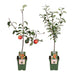 Malus Mix Epletresett Med 2 - ↨100Cm - Ø23 - Frukttre