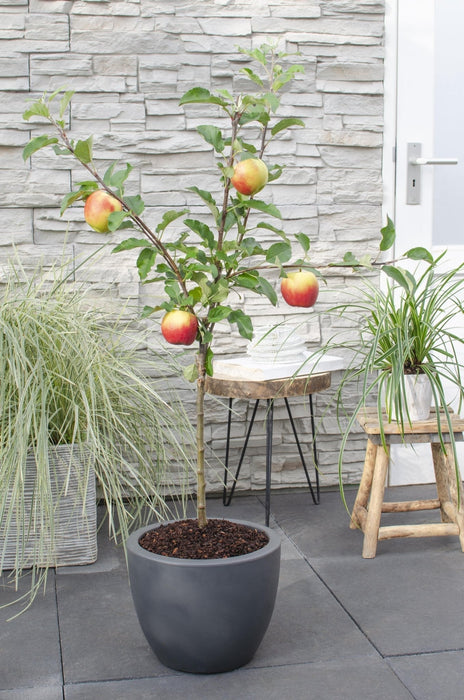 Malus Mix Epletresett Med 2 - ↨100Cm - Ø23 - Frukttre