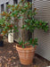 Benocci Terracotta Potte Ø60Cm For Planter