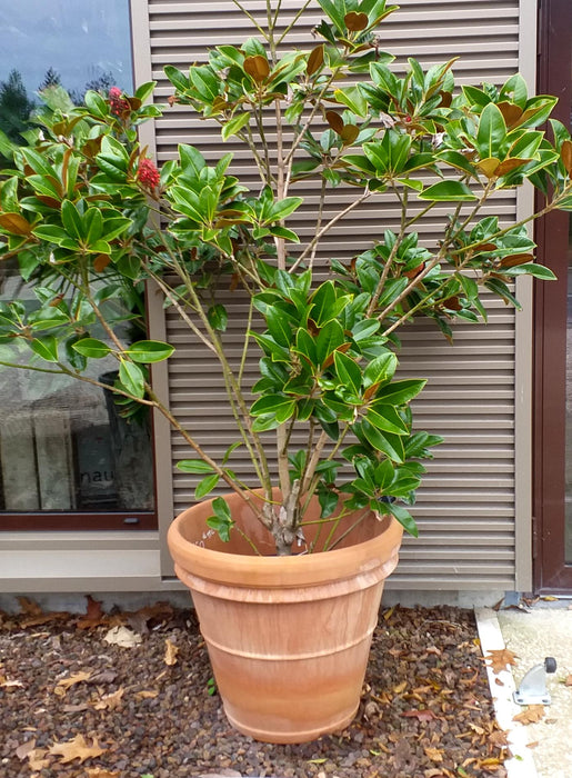 Benocci Terracotta Pot Ø.70 Cm Frostbestandig