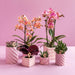 Bright Pink Candy Dekorativ Pot