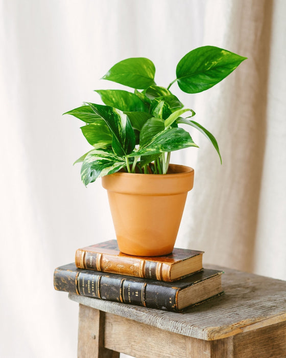 Pothos Golden