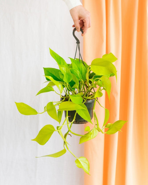 Pothos Neon Gold