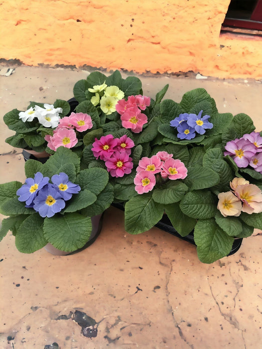 Fargerik Primrose Mix H15Cm