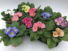 Fargerik Primrose Mix H15Cm